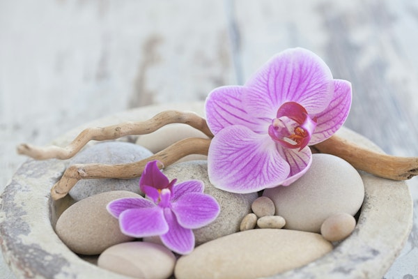 Zen Style Still Life Pink Orchids