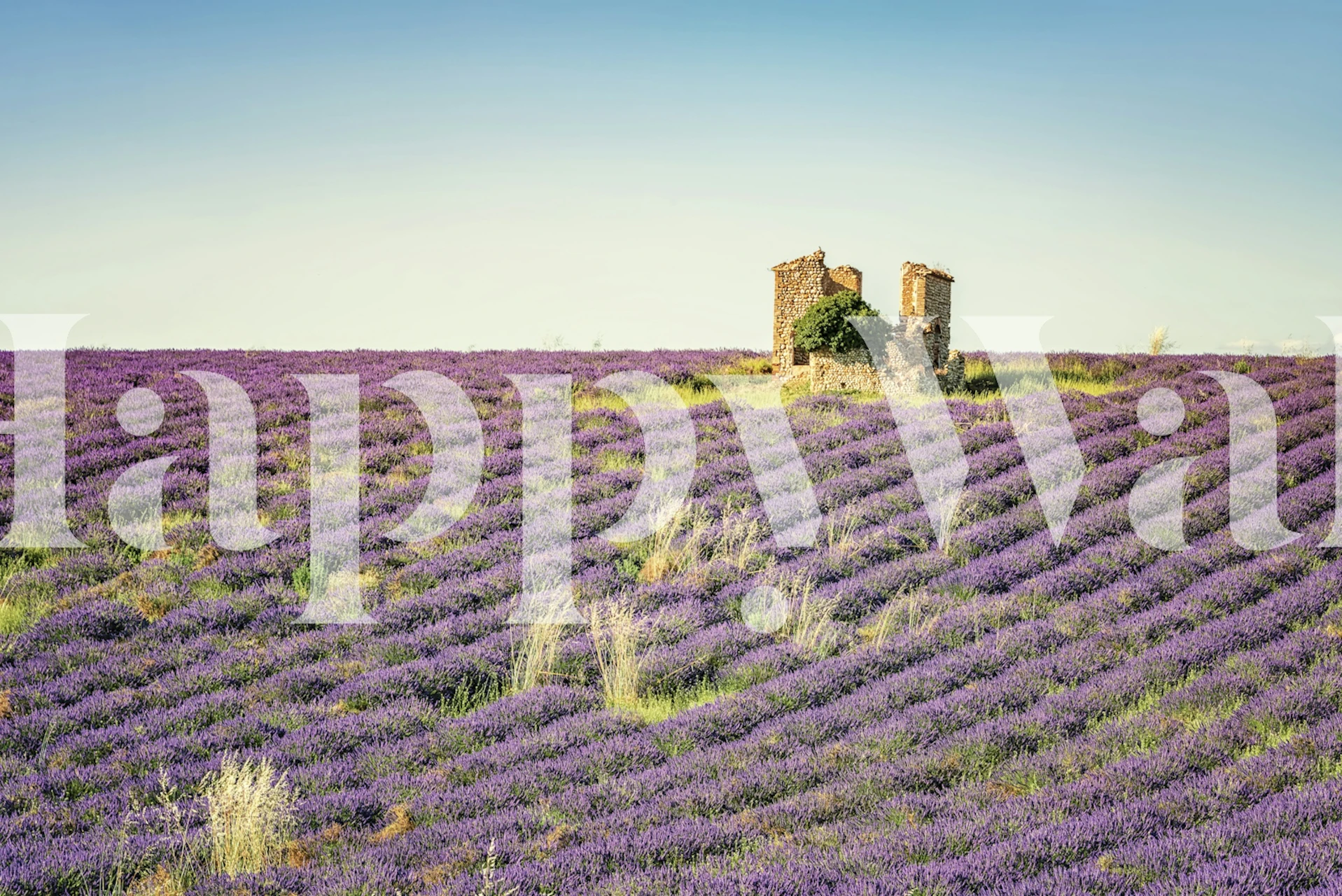 Old ruin wallpaper with lavender fields