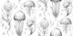 Fantastic Jellyfish - Black & White