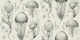 Fantastic Jellyfish - Black & Cream