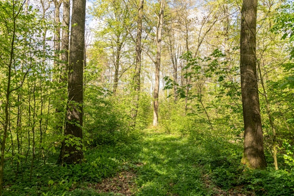 Springwood green Forest