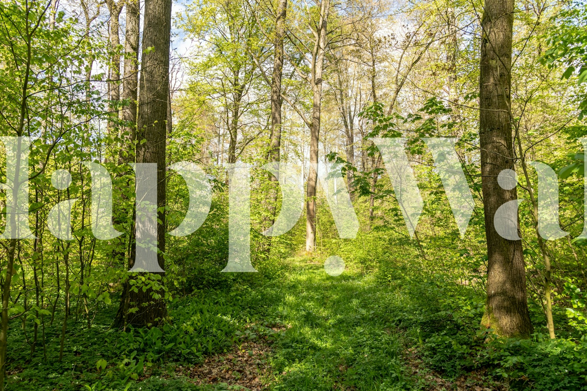 Springwood green Forest tapet i et rom