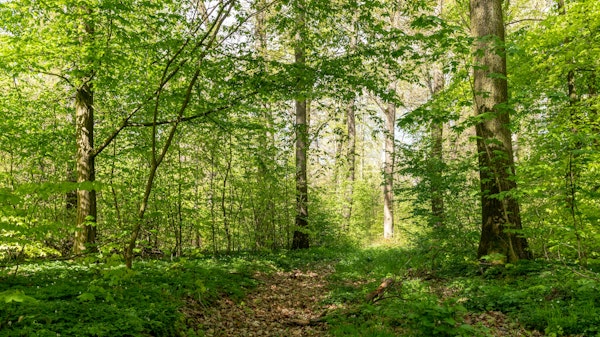 Springtime Blossom Grove