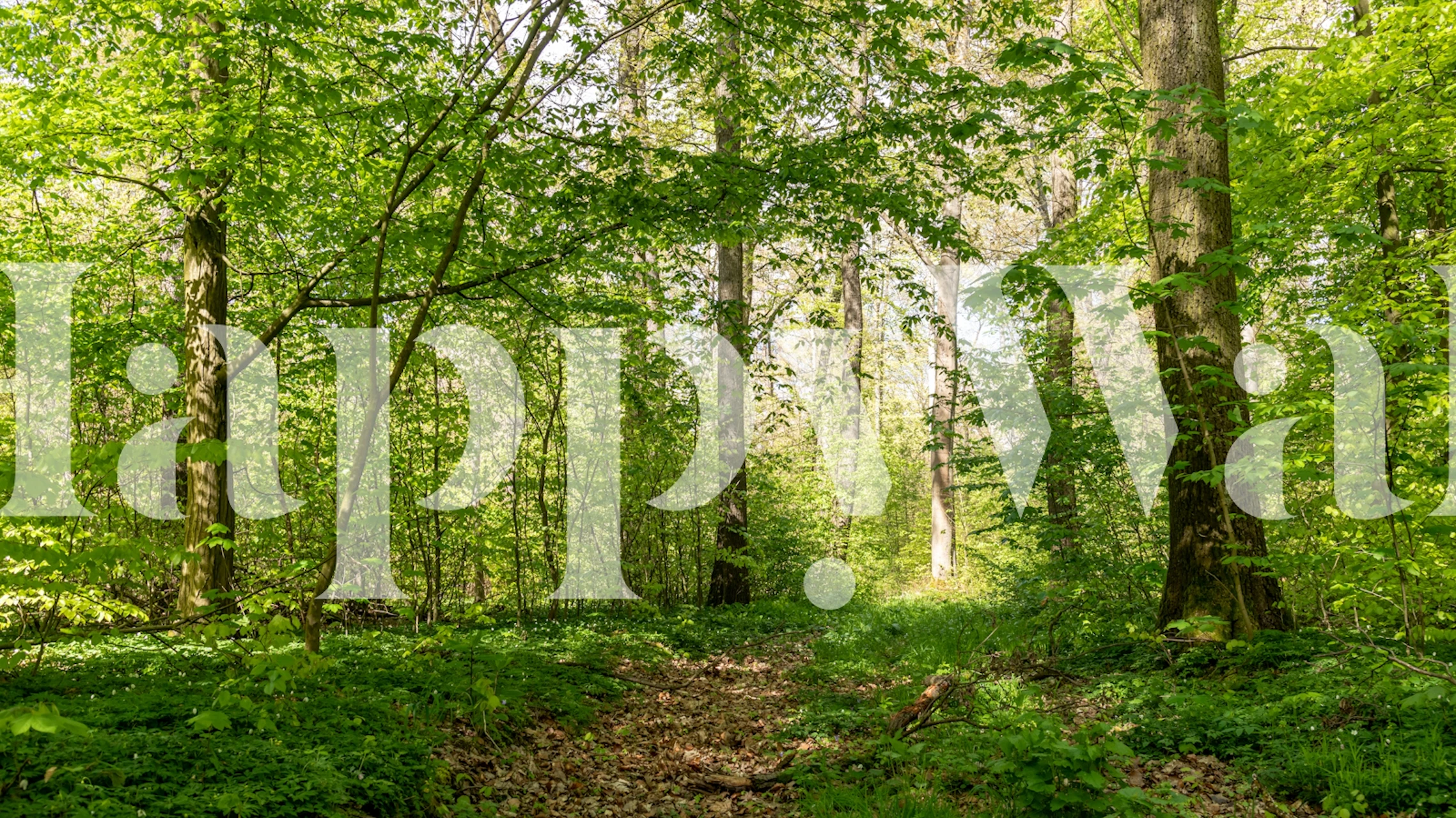 Carta da parati Springtime Blossom Grove in una stanza