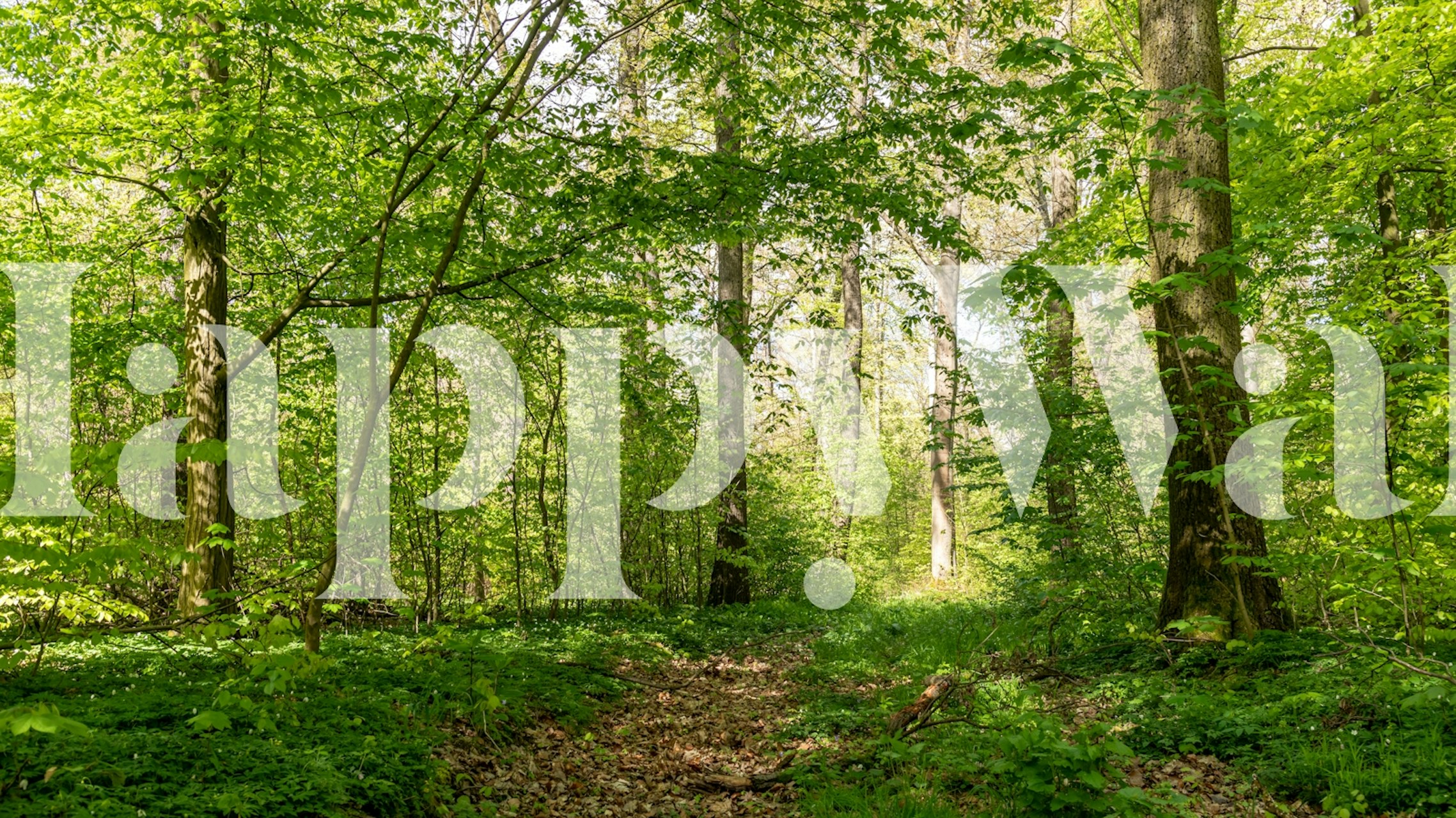 Papel de parede Springtime Blossom Grove em um quarto