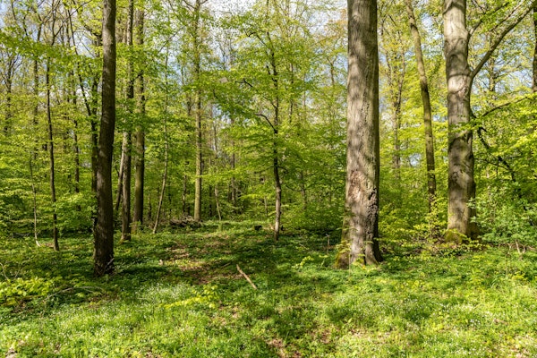 Springtim Verdant Vale