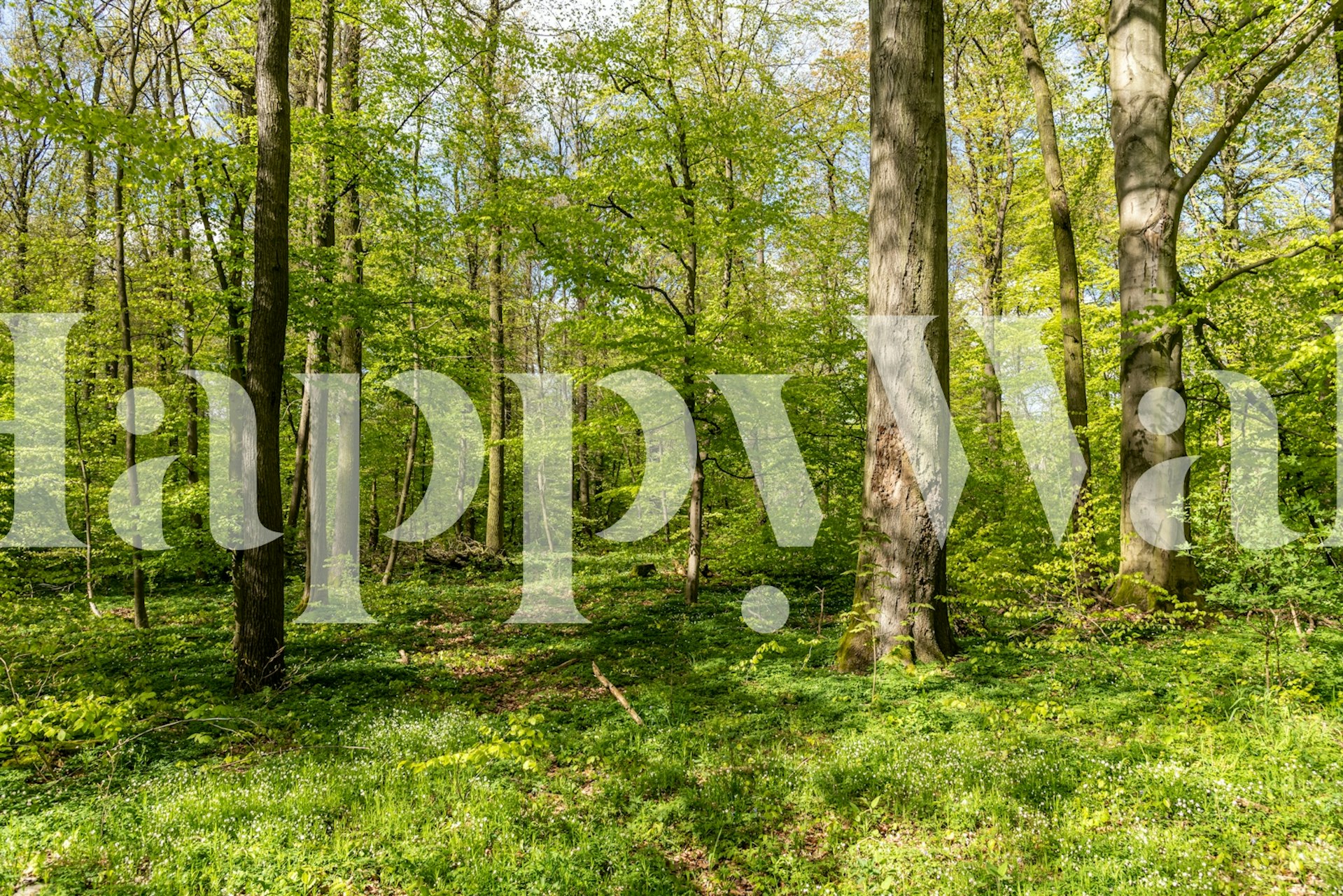 Springtim Verdant Vale behang in een kamer