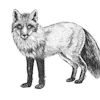 renard