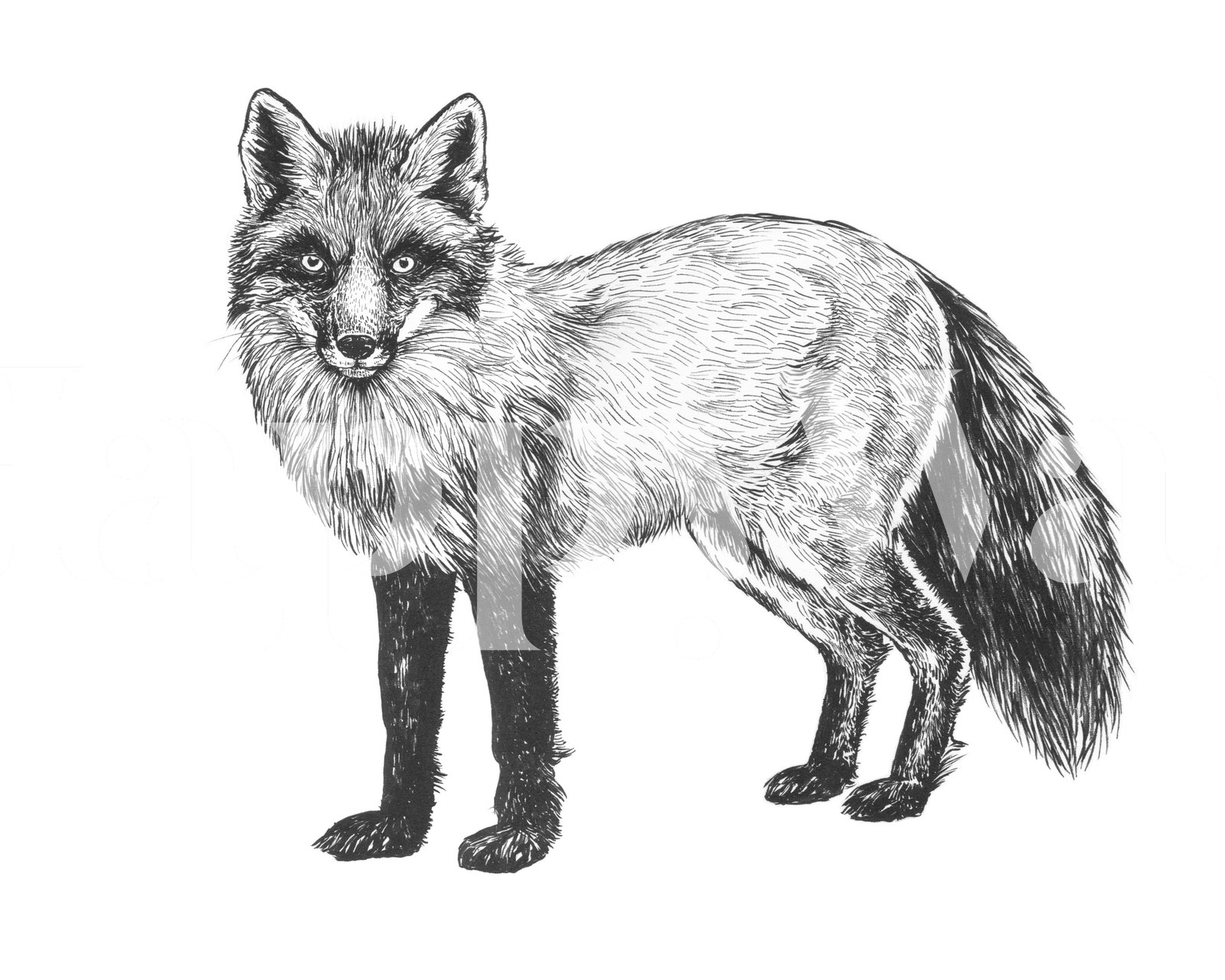 Black and white fox drawing illustration wallpaper