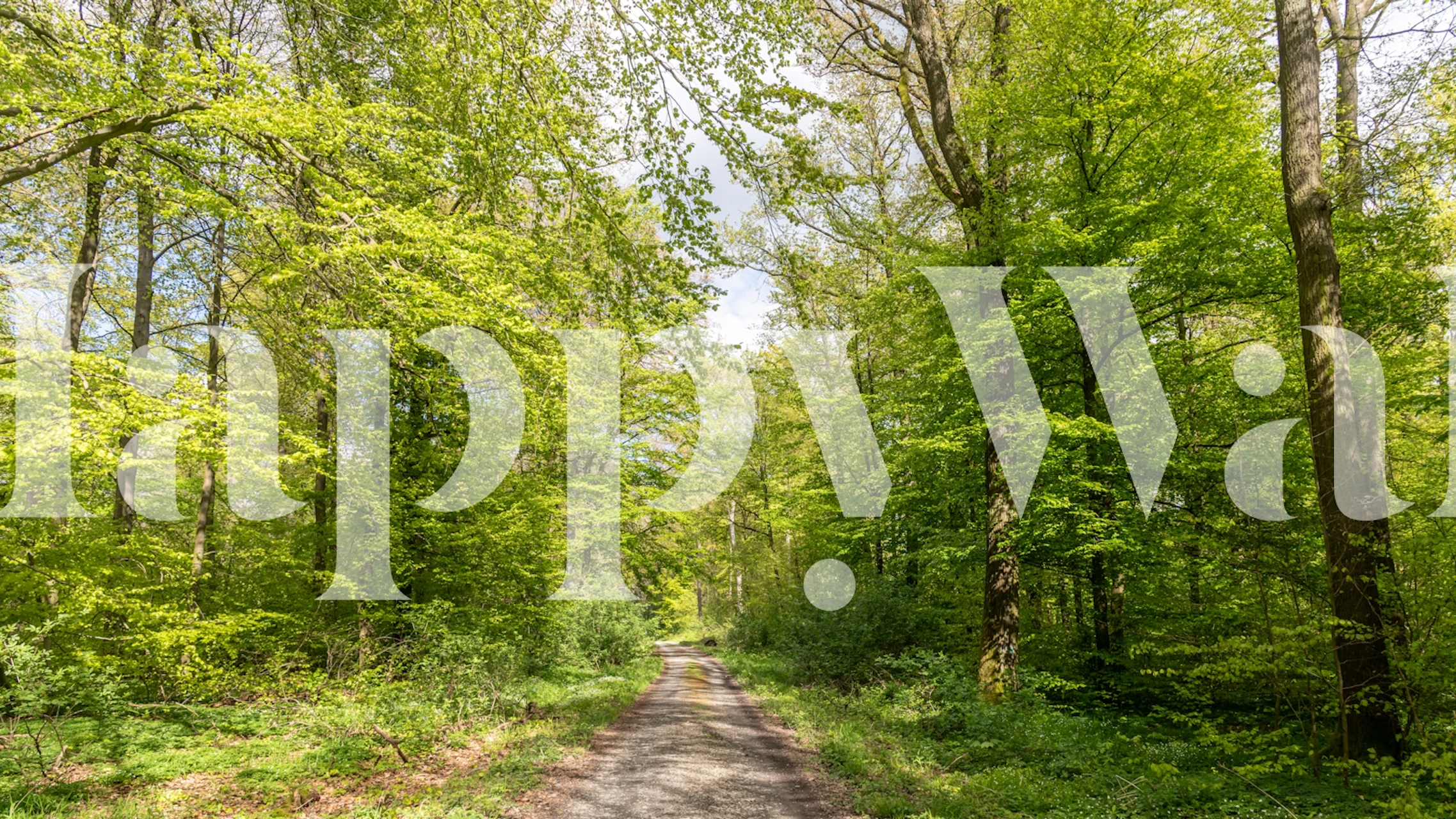 Spring meadowbrook woods wallpaper in a room