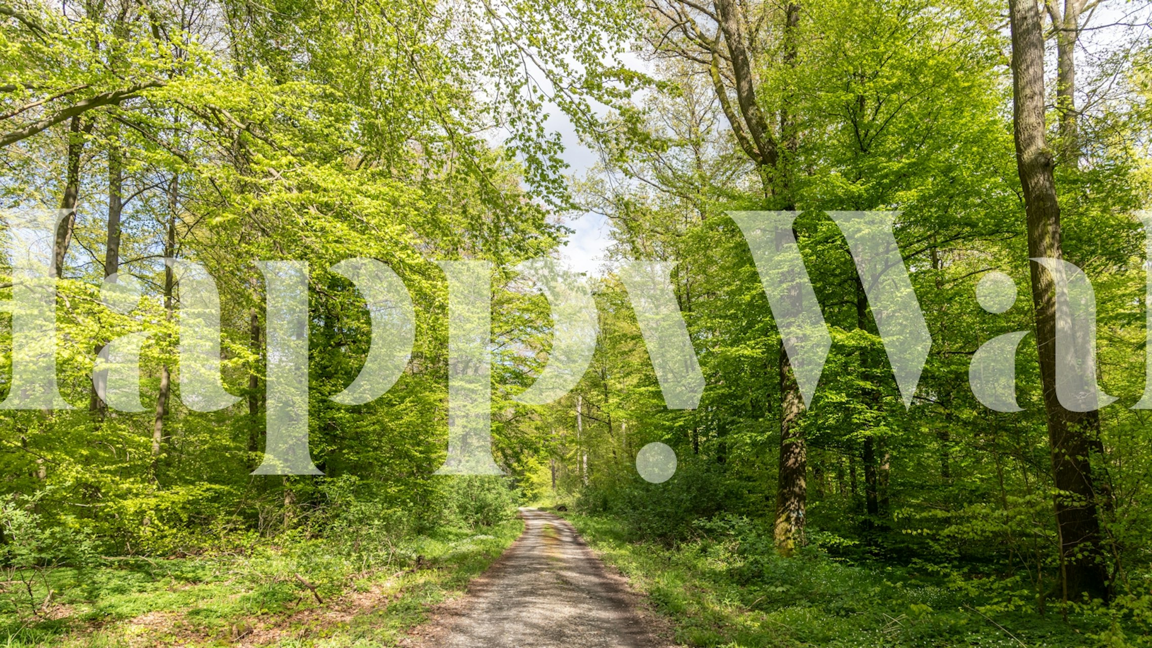 Spring meadowbrook woods wallpaper in a room