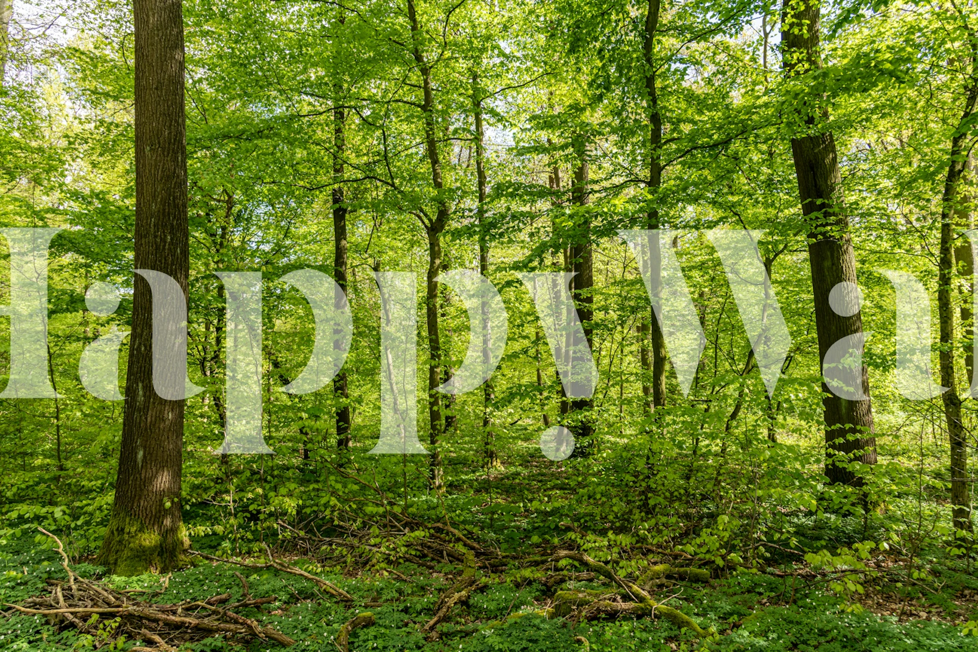 Lush green forest with tall trees and sunlight wallpaper