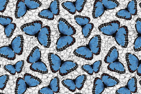 Blue morpho butterflies 2
