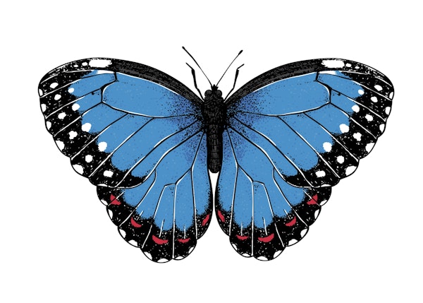 Blue morpho butterfly