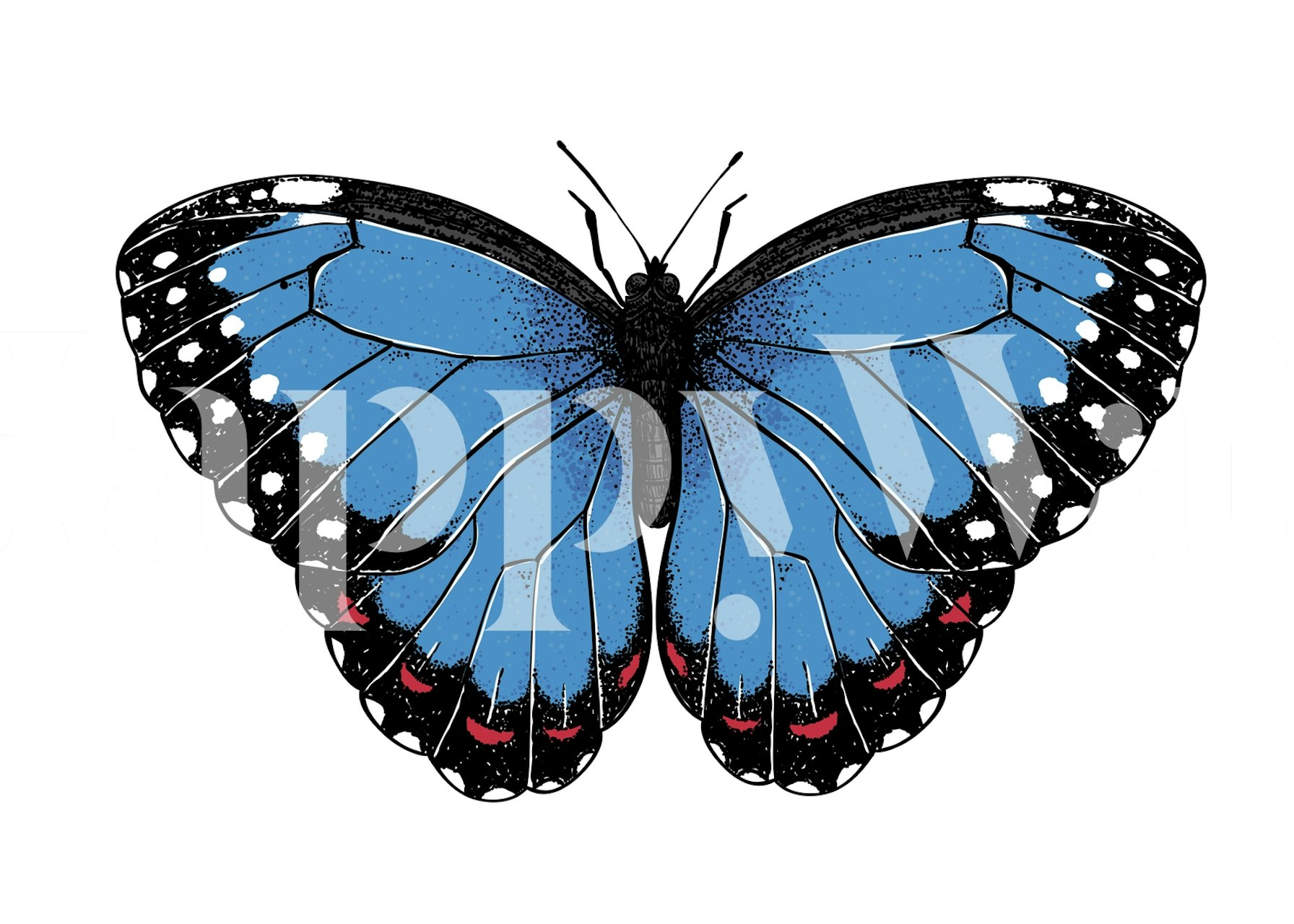 Blue morpho butterfly illustration on white background wallpaper