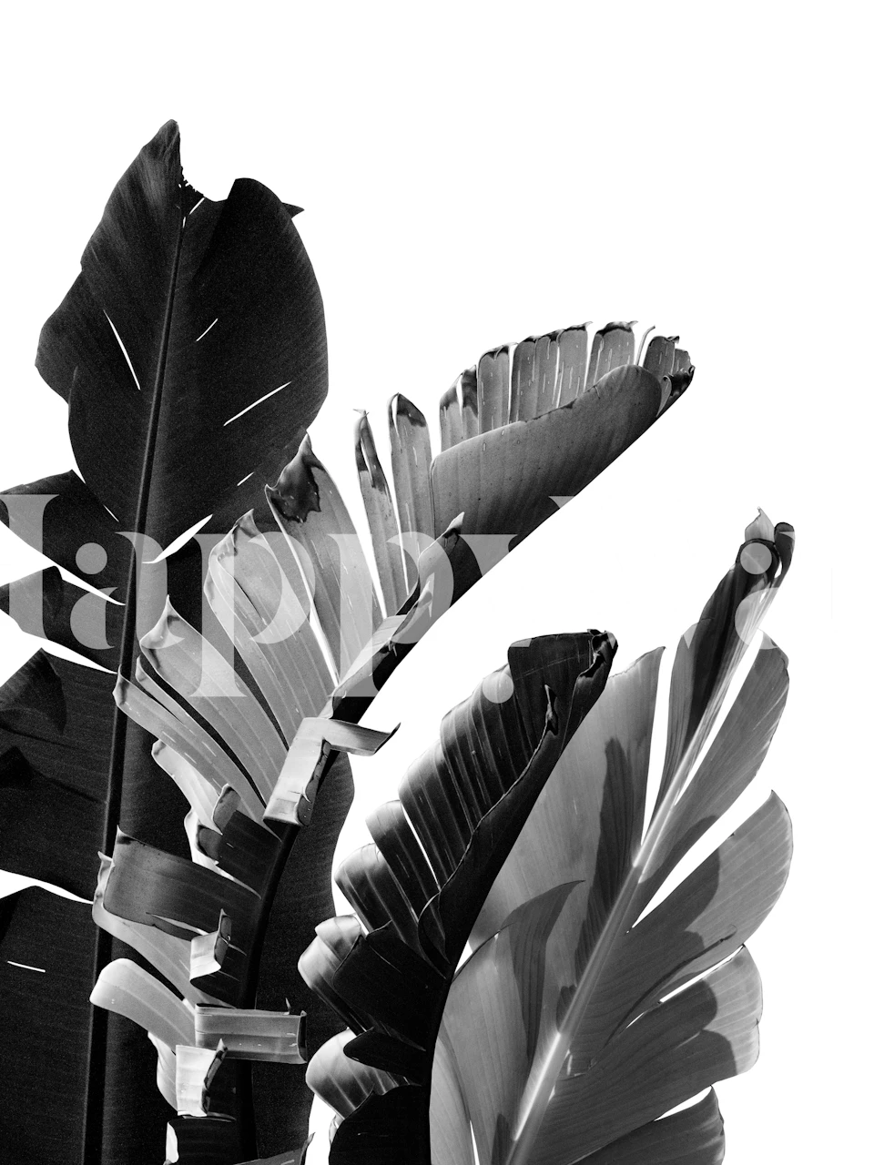 Banana Leaves Finesse 2 behang in een kamer