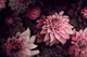 Opulent Moody Dahlia Flowers Mauve Pink