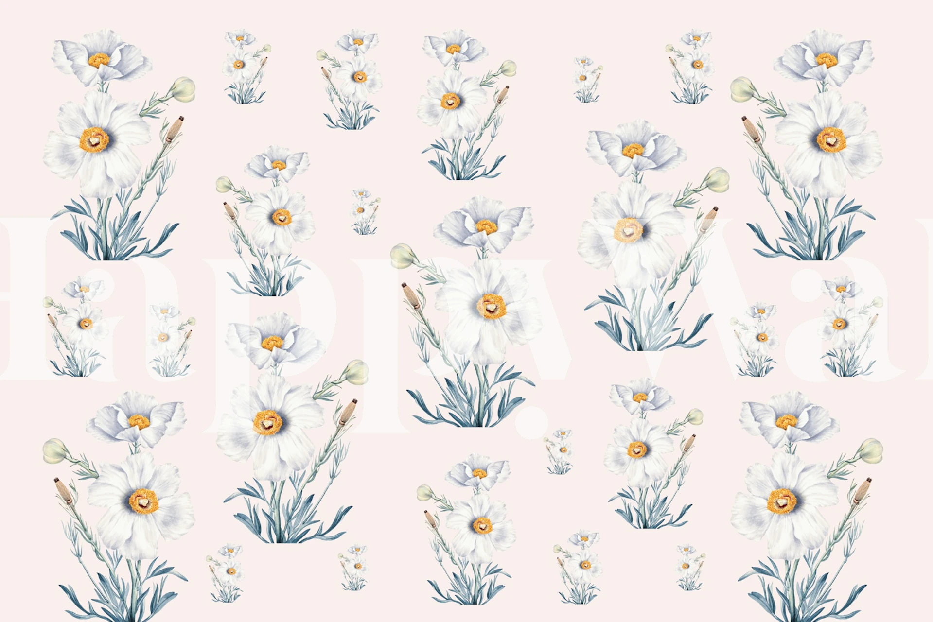 White Matilija Poppies floral wallpaper with green leaves.