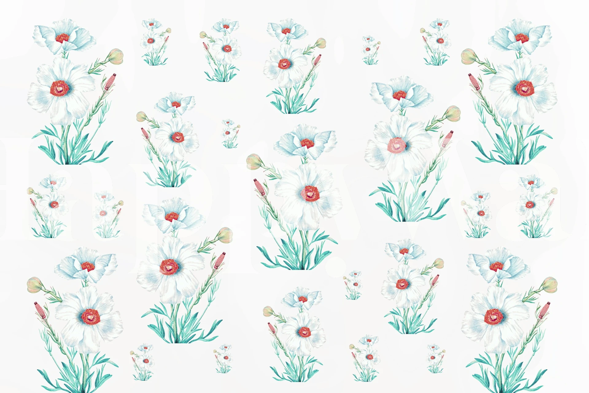 Floral wallpaper design with Matilija Poppies