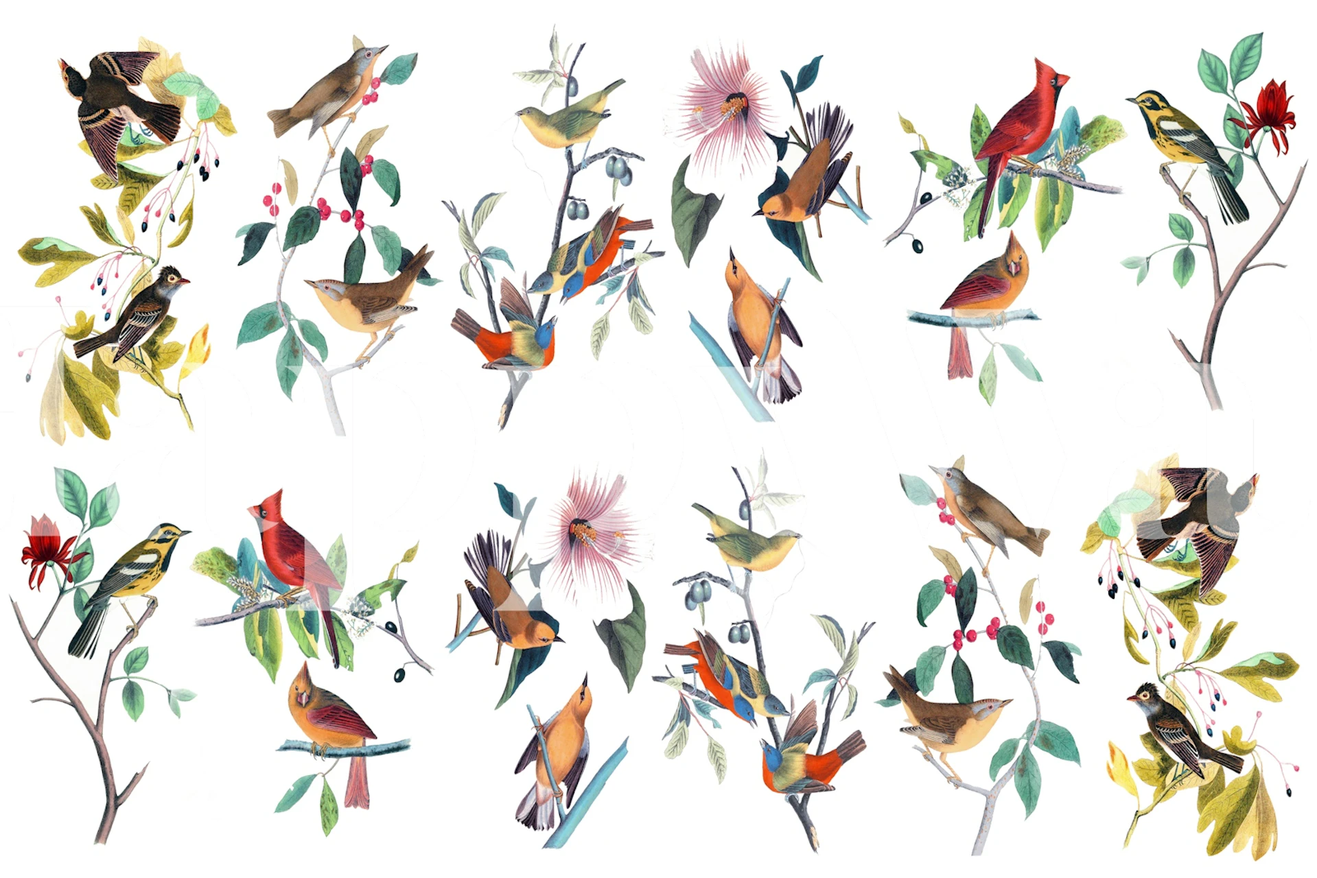 Colorful birds sitting on branches with flowers, floral wallpaper