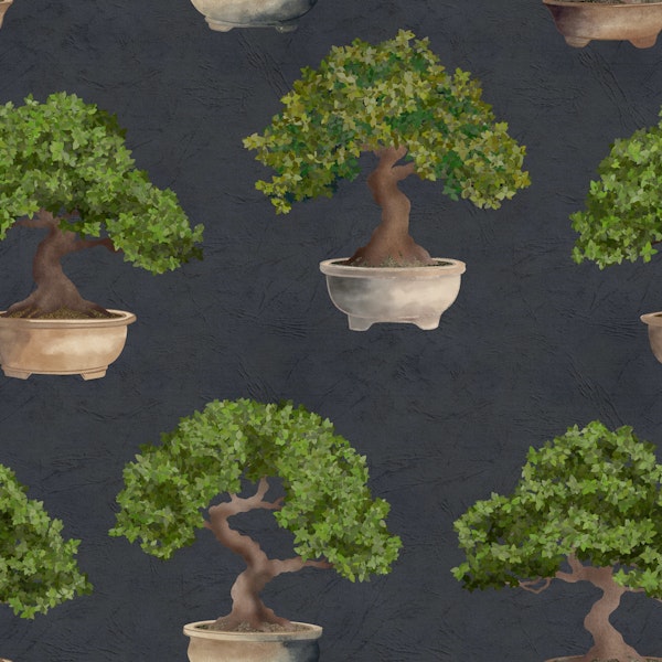 Potted Japanese Bonsai Trees 2