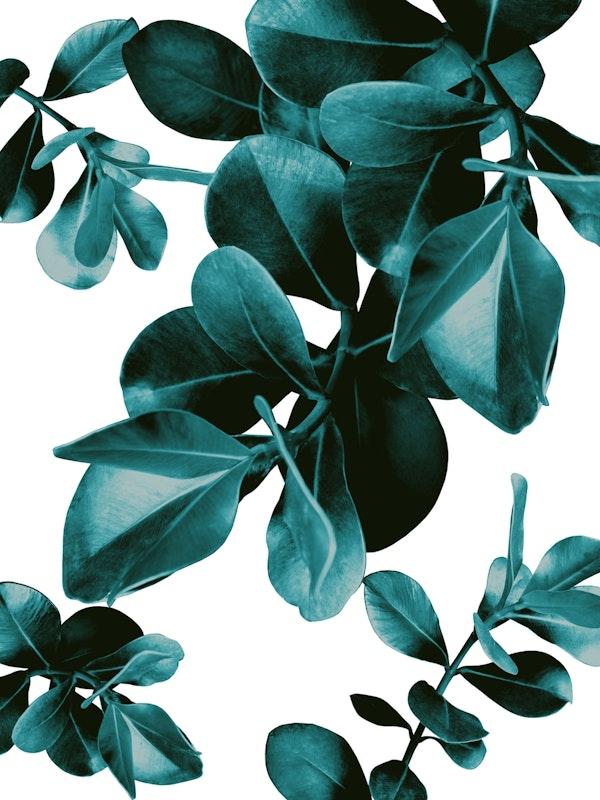 Ficus Leaves Dream 3