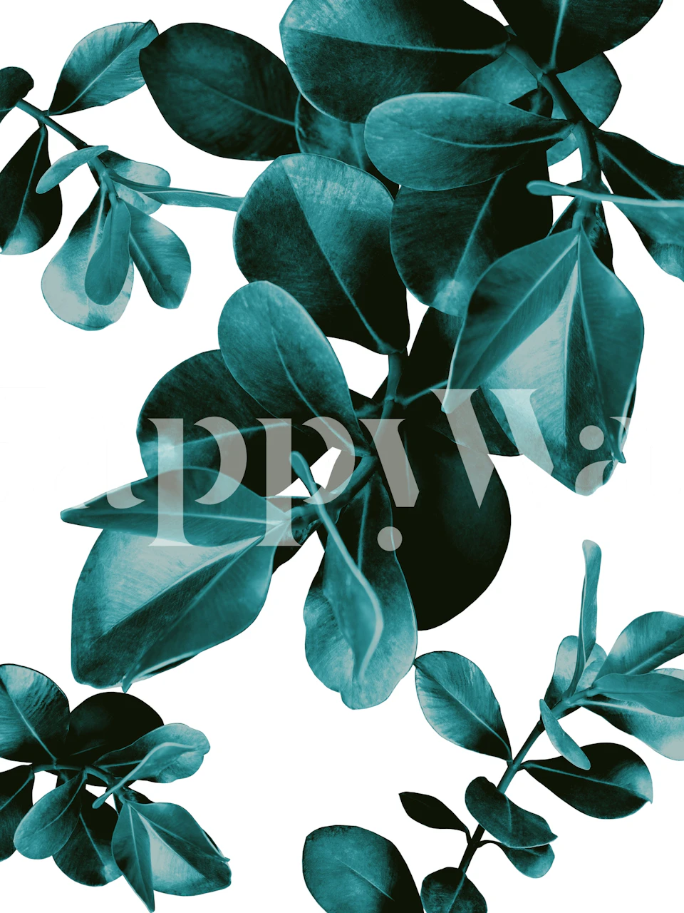 Teal Ficus leaves on a white background wallpaper
