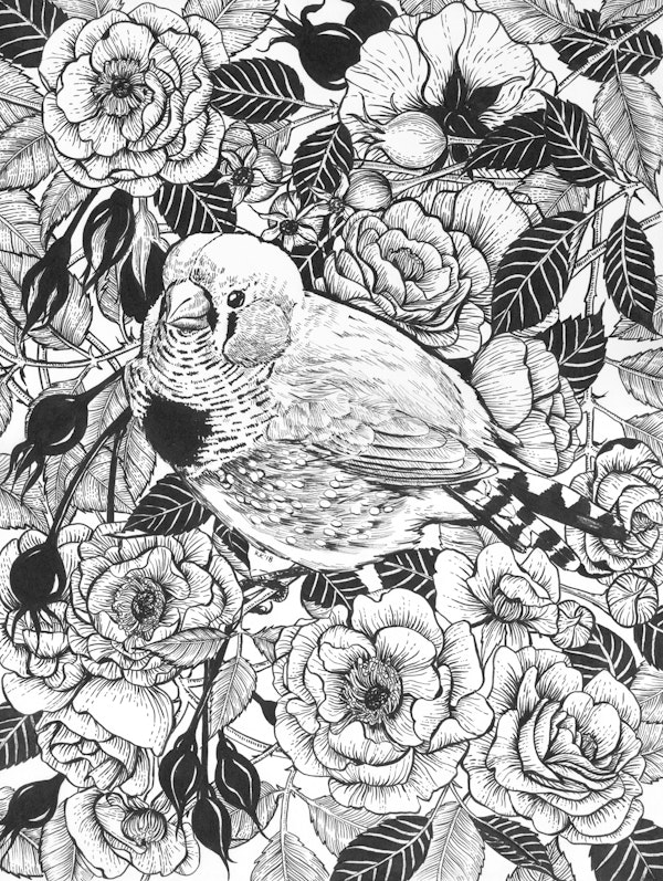 Zebra finch ink drawing