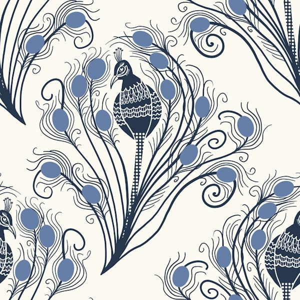 Blue Peacock feathers