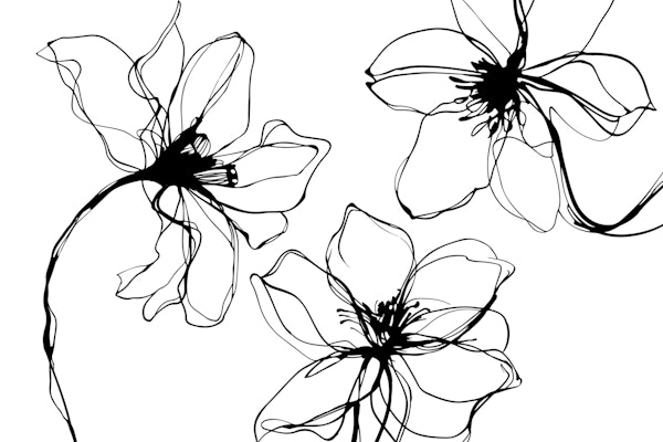Minimalist Flower Study Black And White