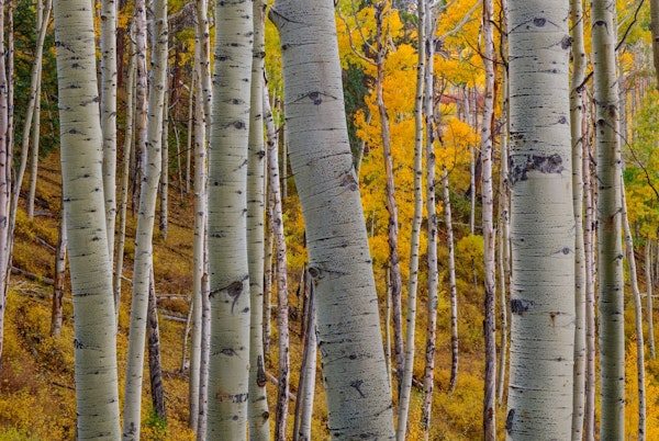 Aspen Trunks 1