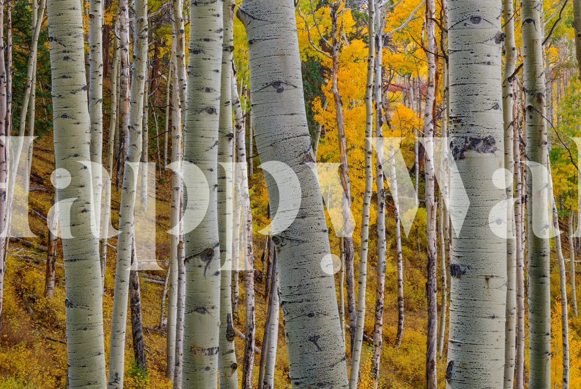 White bark aspen trees with yellow leaves wallpaper