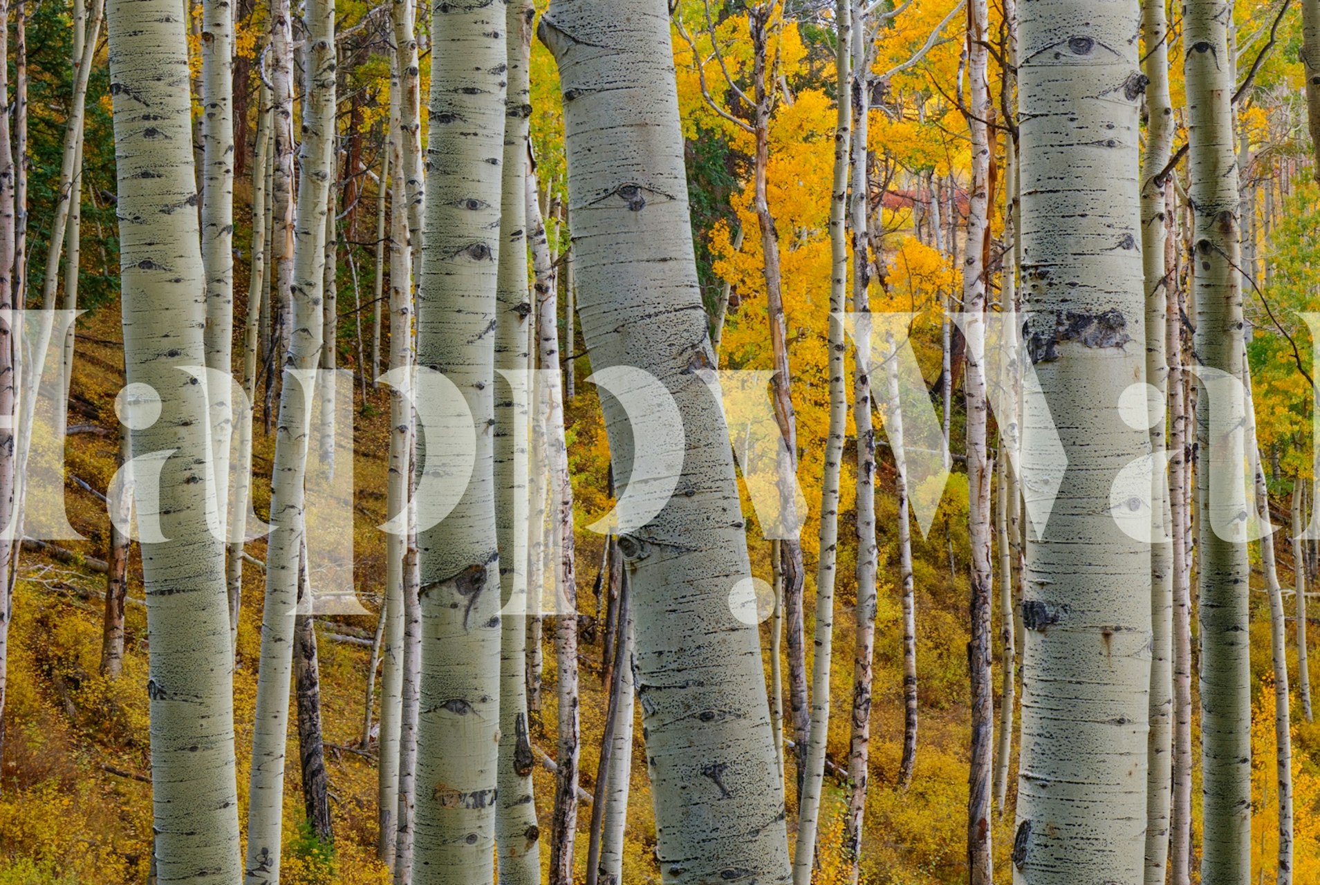 White bark aspen trees with yellow leaves wallpaper