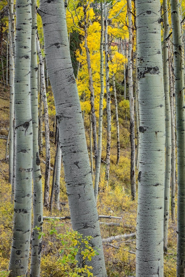 Aspen Trunks 2