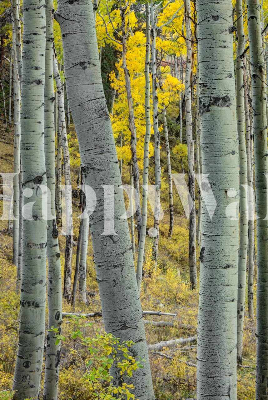 Aspen trunks wallpaper in a cozy room