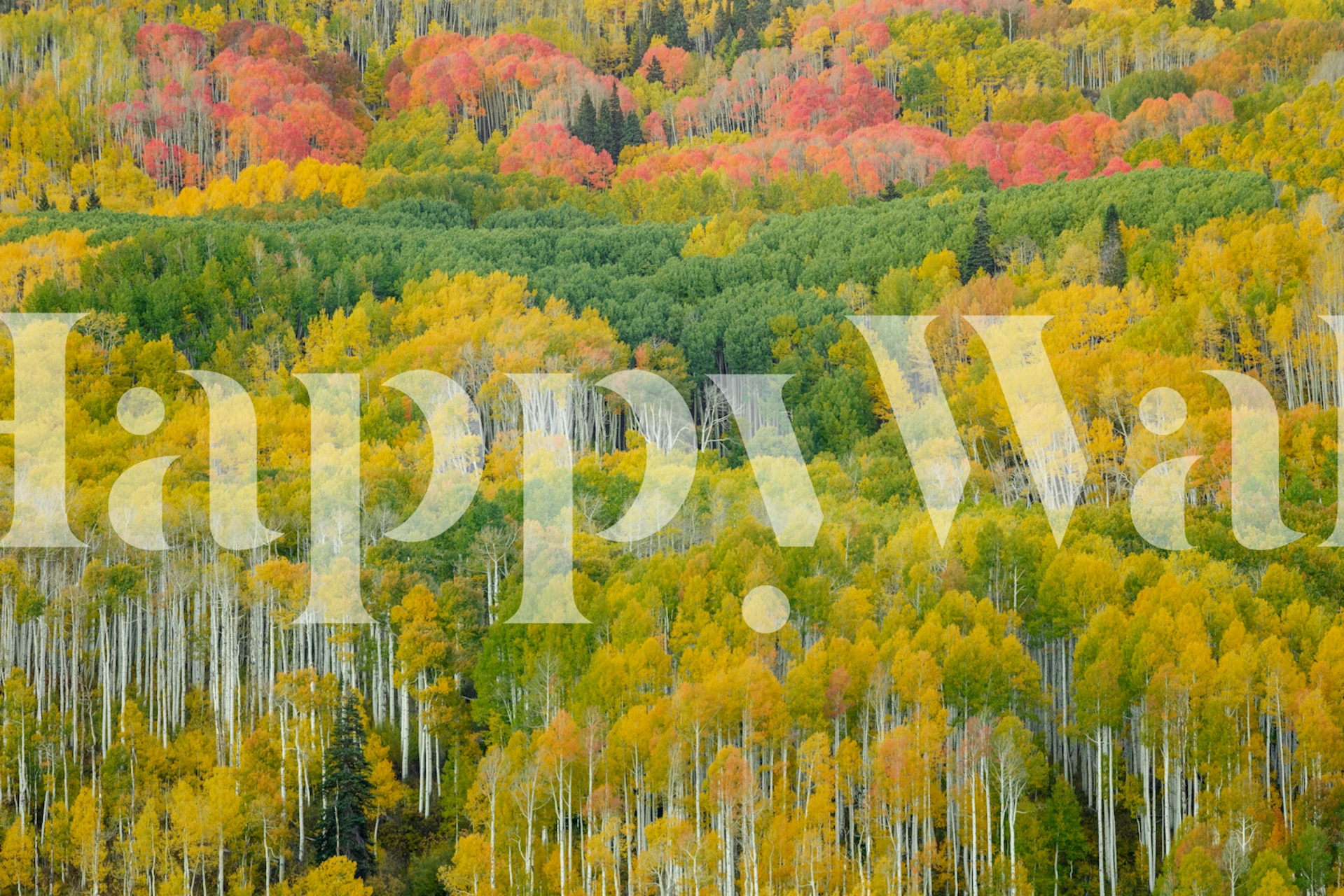 Colorful autumn foliage wallpaper in a room