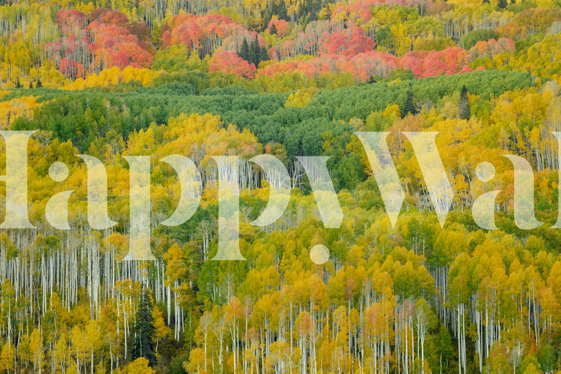 Colorful autumn foliage wallpaper in a room