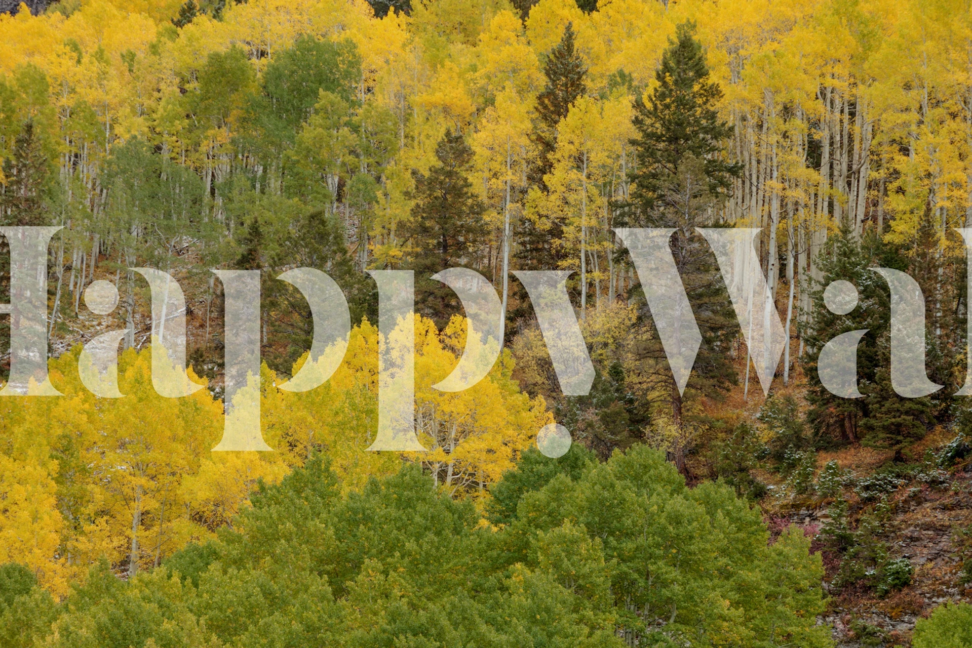 Colorful wallpaper design in a room