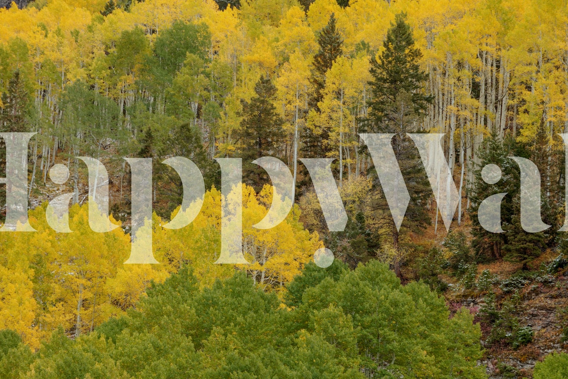 Barevný design tapety v místnosti