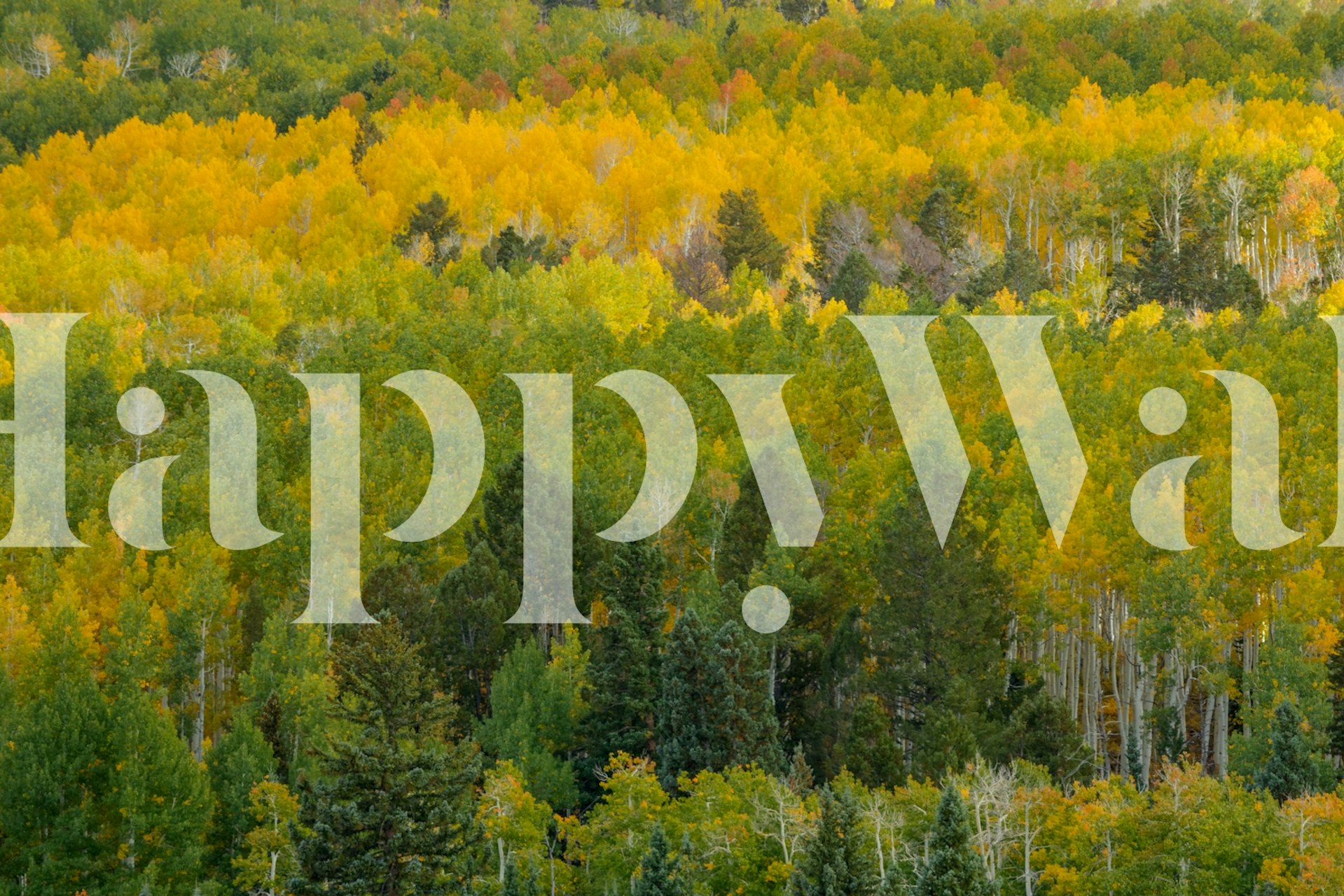 Säsongsväxlingar fototapet med höstlöv och grönt bladverk