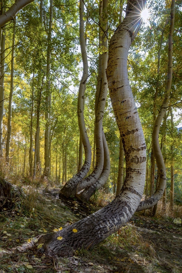 Dancing Aspen Trees