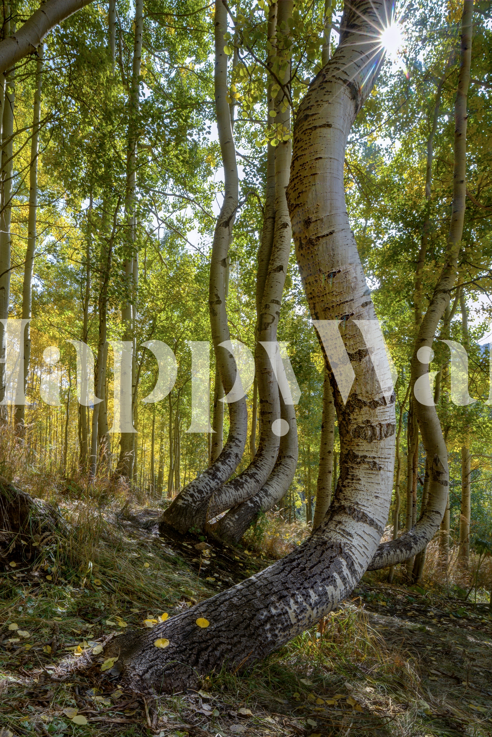 Dancing Aspen Trees Wallpaper
