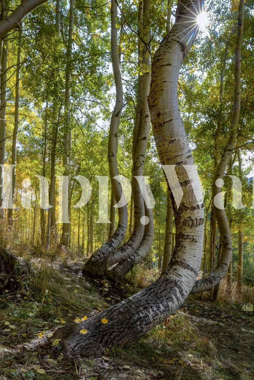 Curvy aspen trees in a forest with green leaves wallpaper