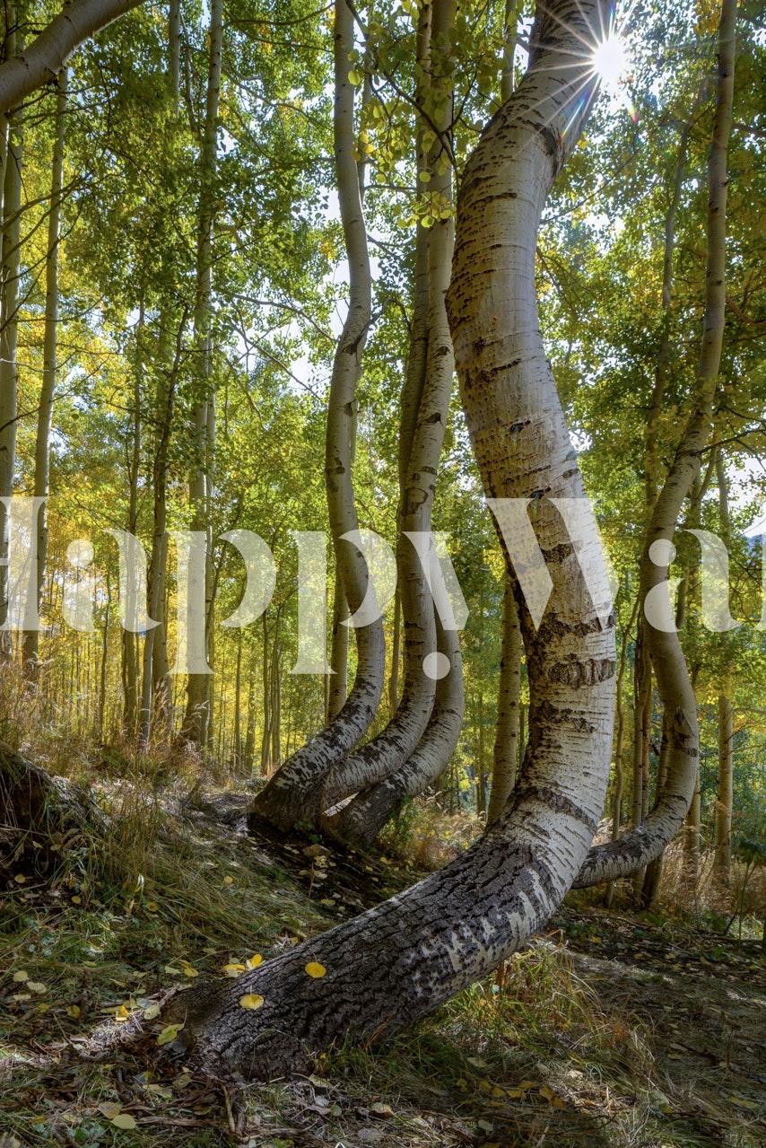 Curvy aspen trees in a forest with green leaves wallpaper