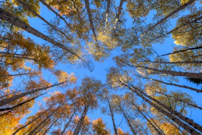 Τοιχογραφία