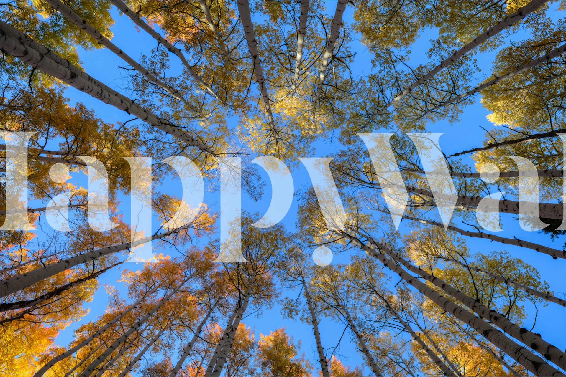 Fiery Aspens wallpaper design in a room