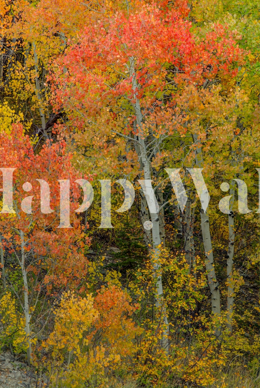 Colorful orange and yellow autumn foliage wallpaper