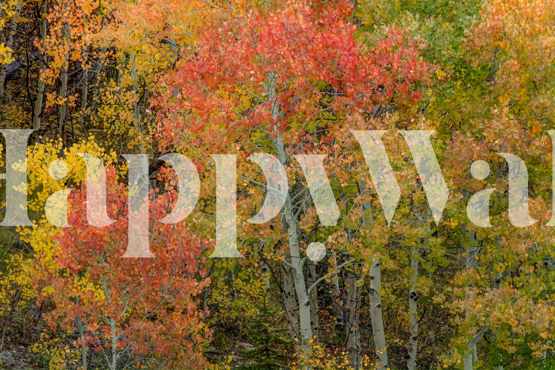 Autumn foliage wall mural with red, orange, and yellow leaves