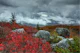 Storm Dolly Sods Wilderness 1