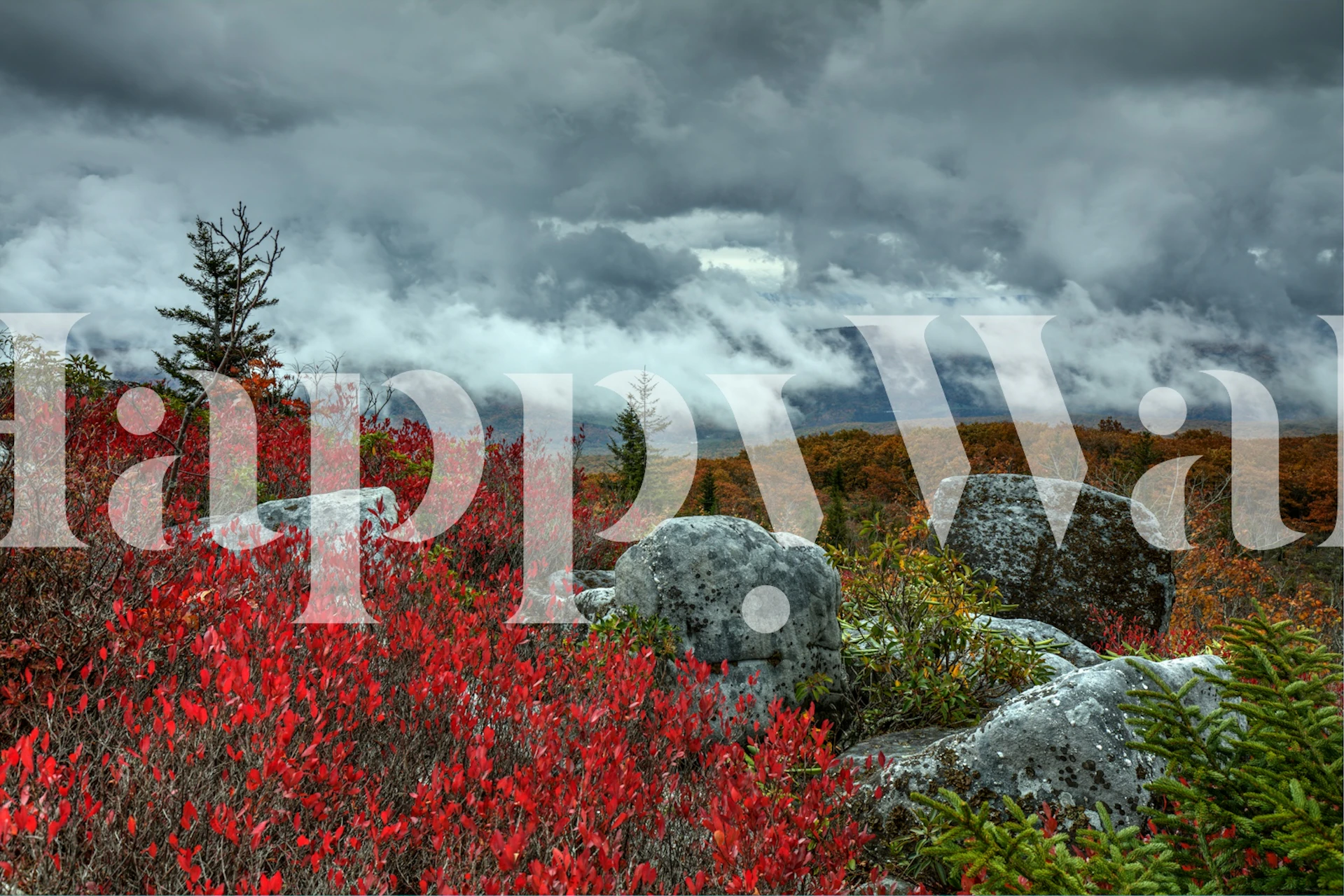 Storm over Dolly Sods Wilderness with vibrant red foliage and moody skies wall mural